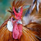 Appenzeller Spitzhaube (Gallus gallus domesticus)