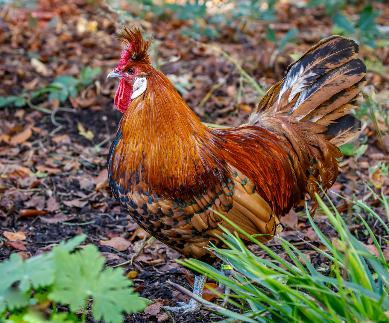 Appenzeller Spitzhaube (Gallus gallus domesticus)