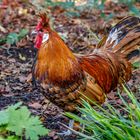 Appenzeller Spitzhaube (Gallus gallus domesticus)