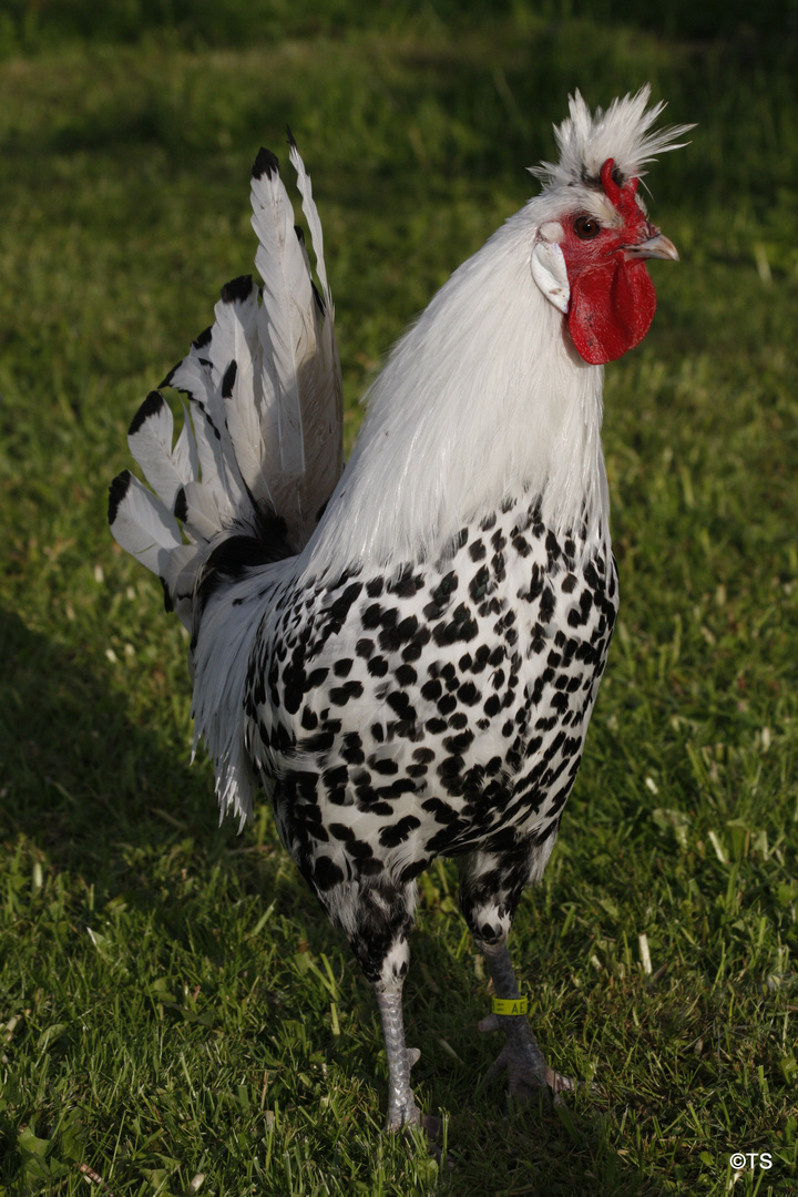 Appenzeller Spitzhauben Goggel