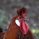 Appenzeller Spitzhaubenhahn