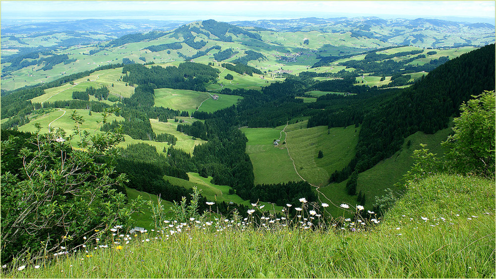 Appenzellergrün