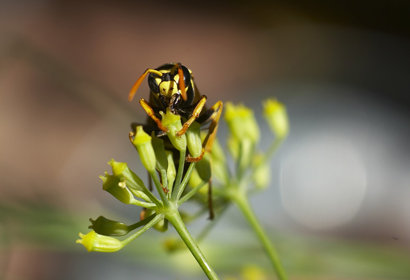 Appesi ad un fiore