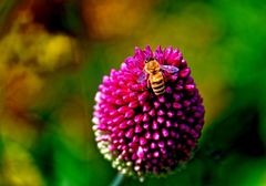 ... Appetit auf Allium ...