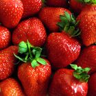 Appetit auf Erdbeeren (Fragaria)