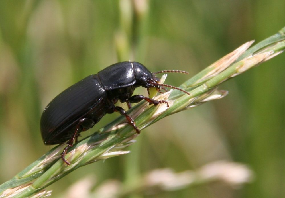 Appetit auf Grasblüten