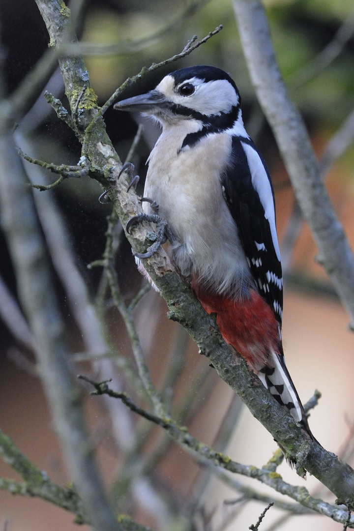 Appetit auf Insekten