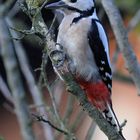 Appetit auf Insekten