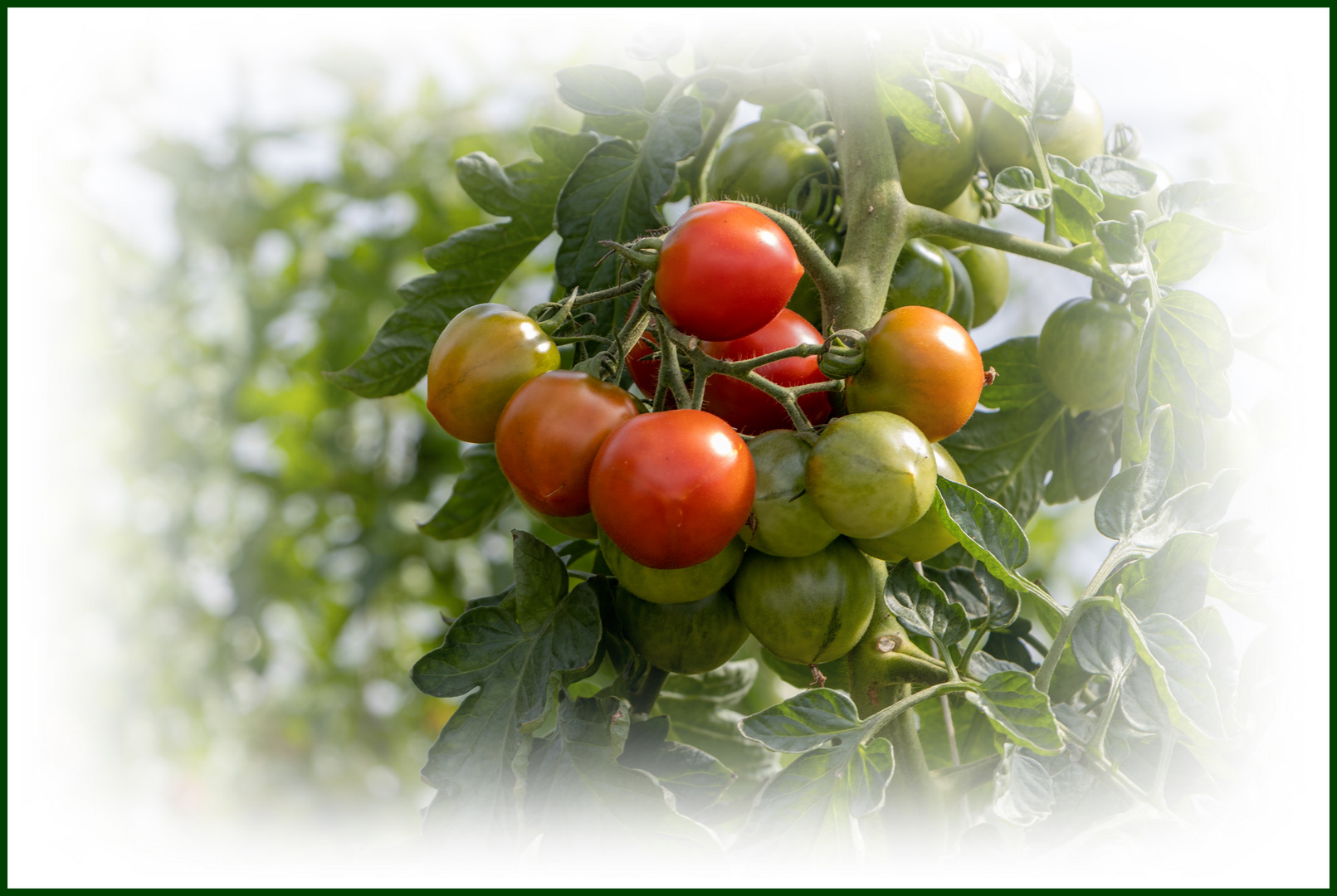 Appetit auf Tomaten