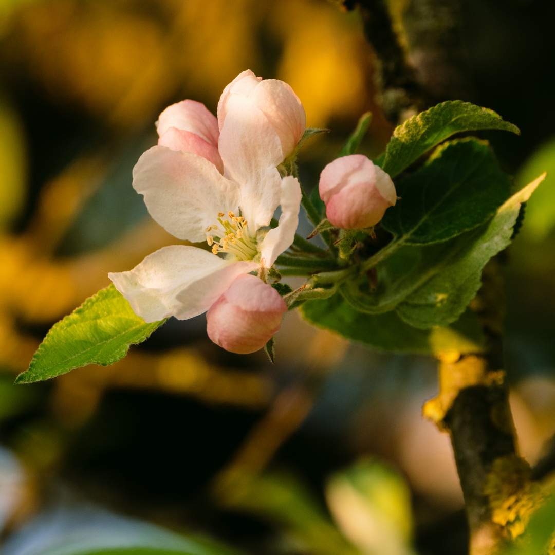 Appfelbaumblüte bei Bensheim 12 2020