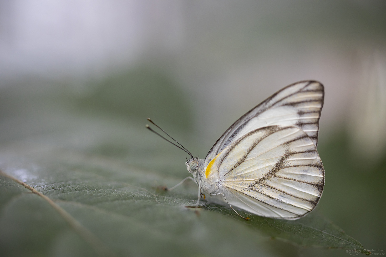 appias libythea