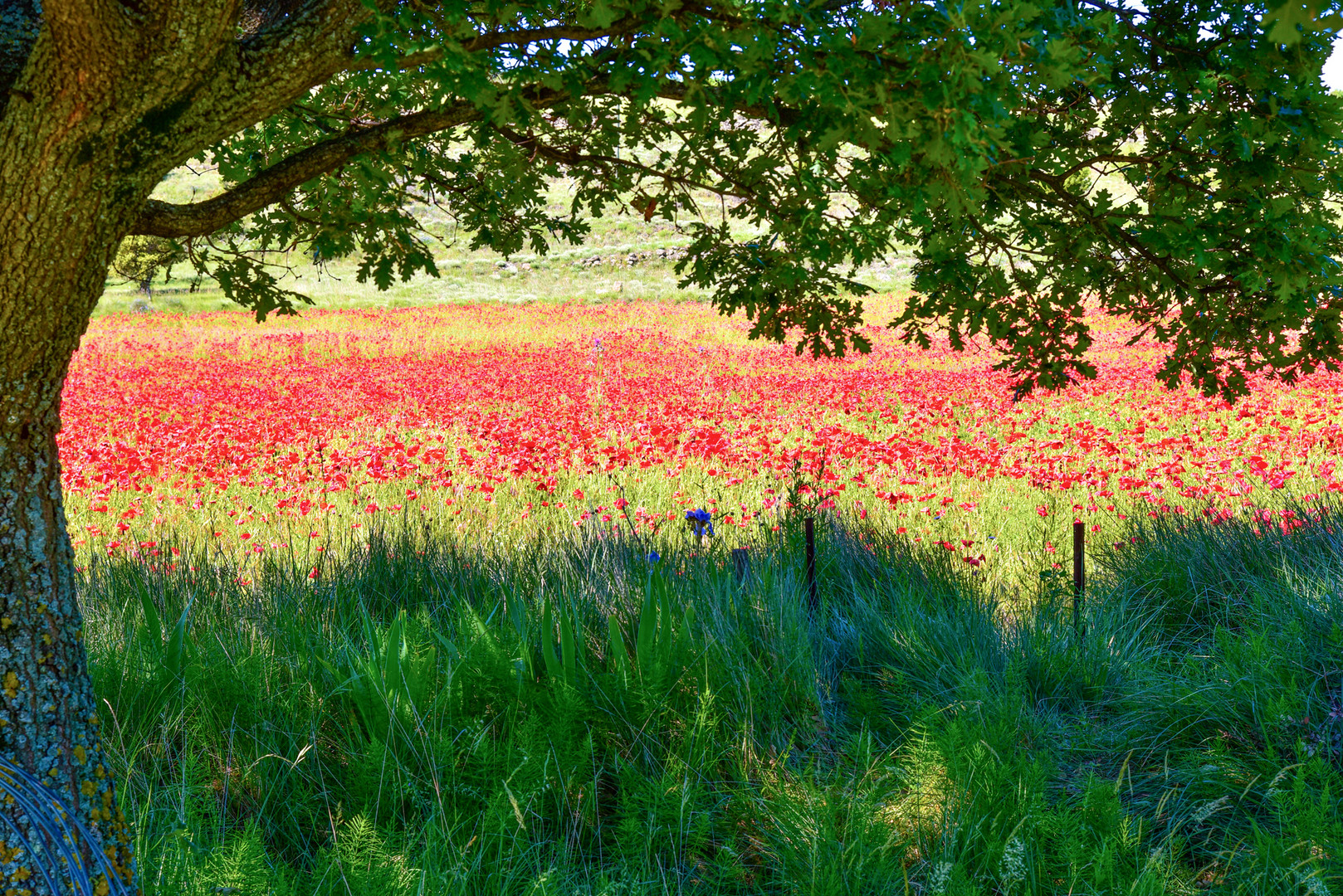 APPLAUS FÜR DEN KLATSCHMOHN