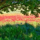 APPLAUS FÜR DEN KLATSCHMOHN