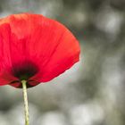 Applaus für: Mohn à Lisa