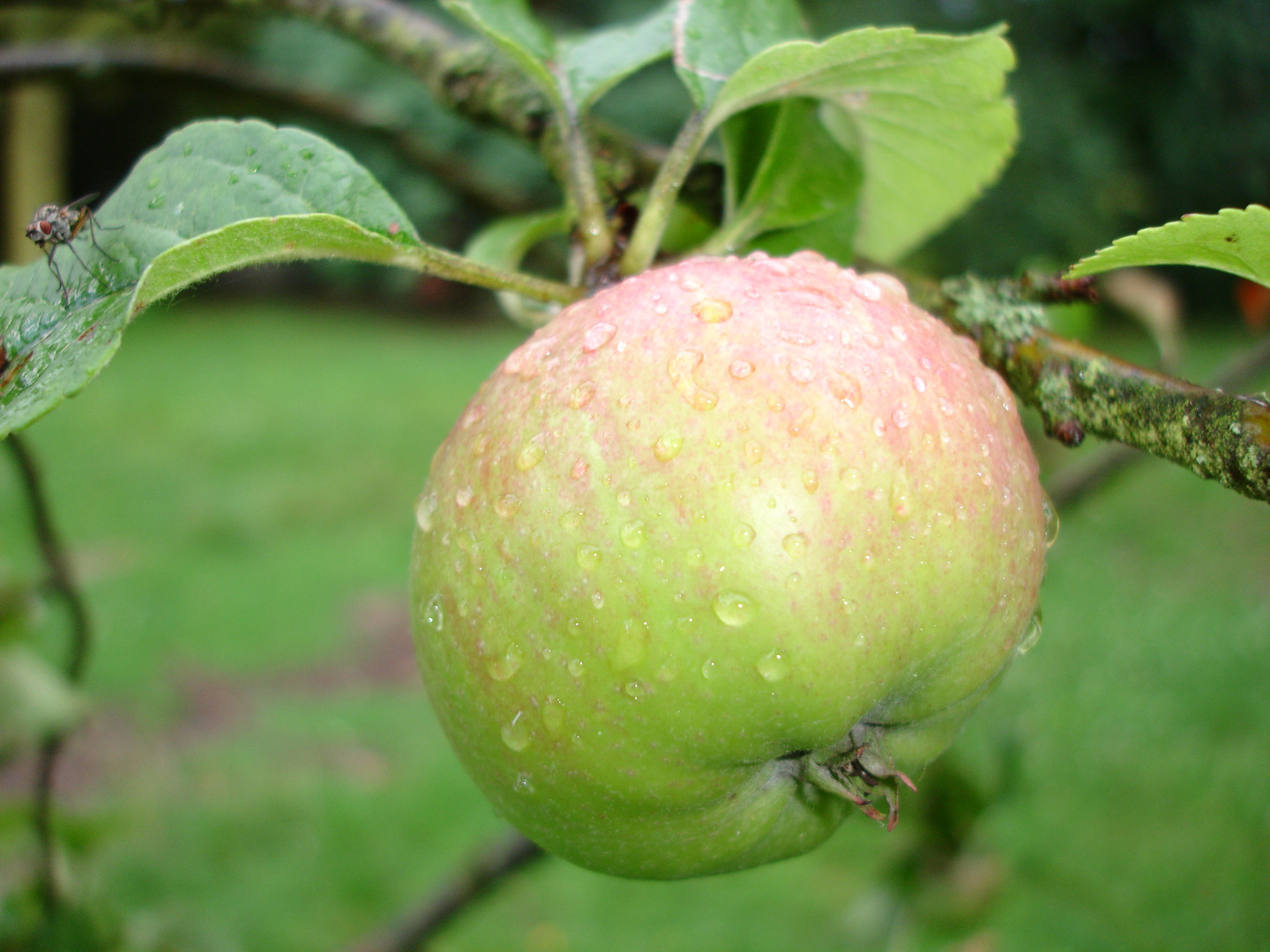 Apple and fly