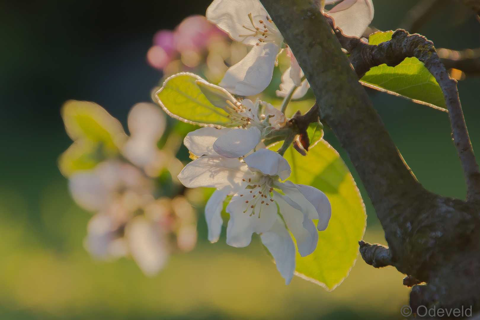 Apple blossem.