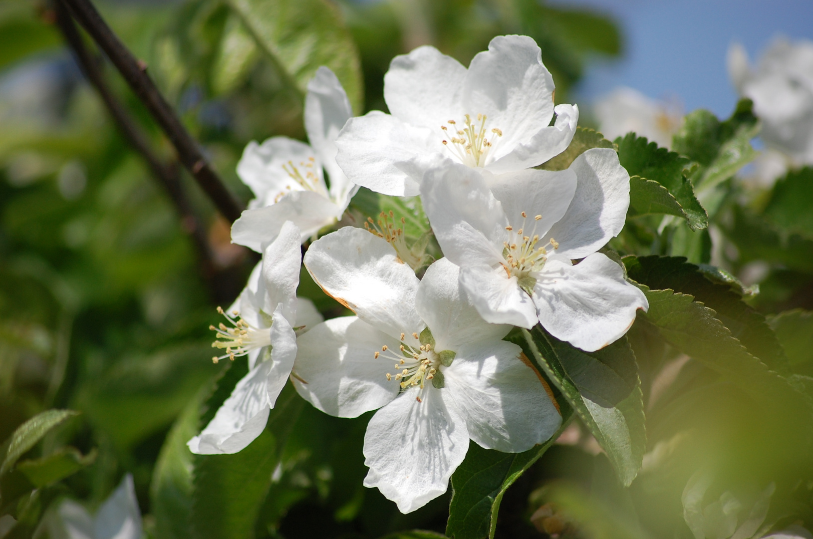 Apple blossom