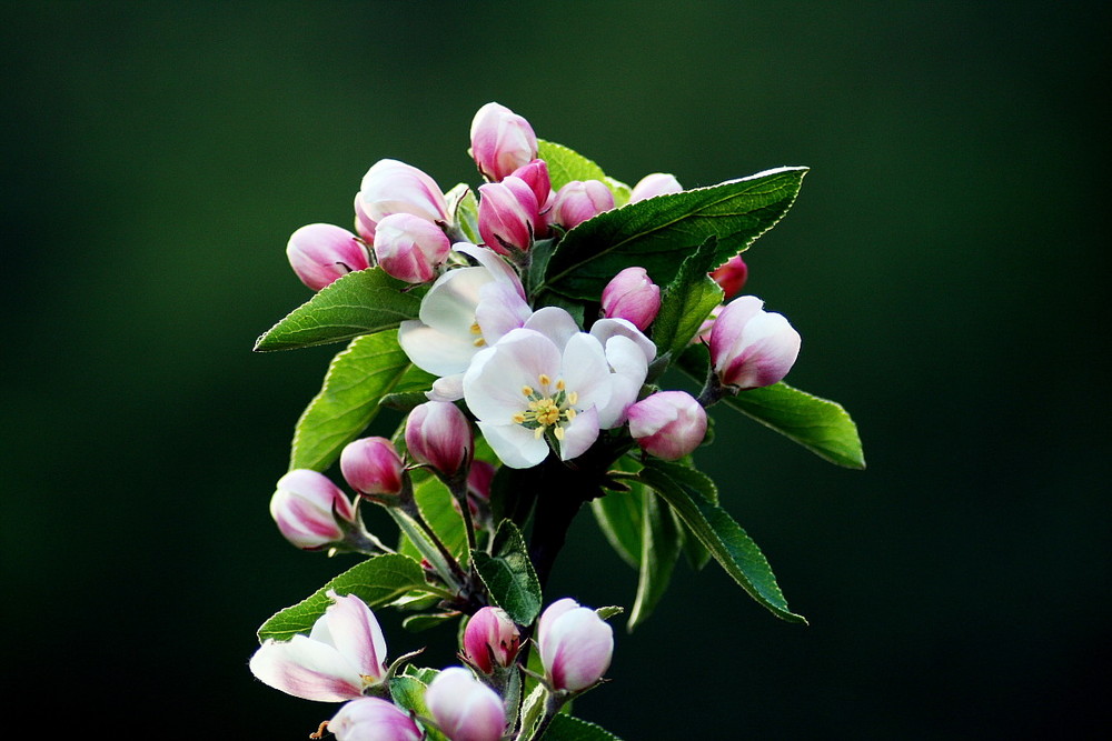 ~ Apple Blossom ~