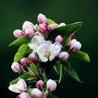 ~ Apple Blossom ~