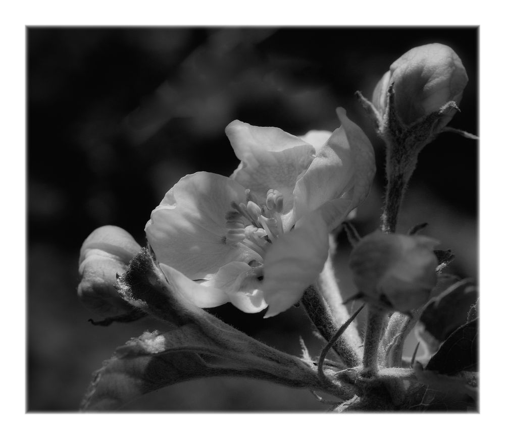 apple blossom