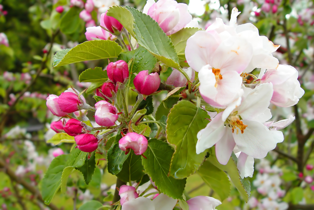 Apple blossom