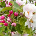 Apple blossom