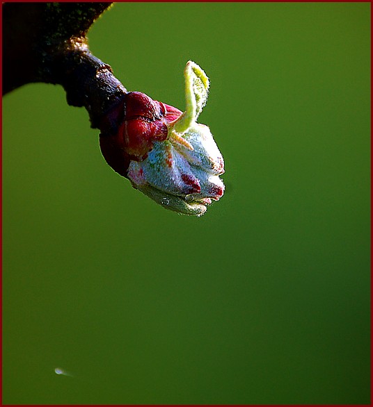 apple blossom