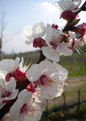 Apple blossom