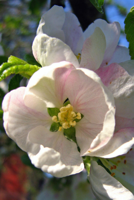 Apple Blossom