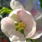 Apple Blossom