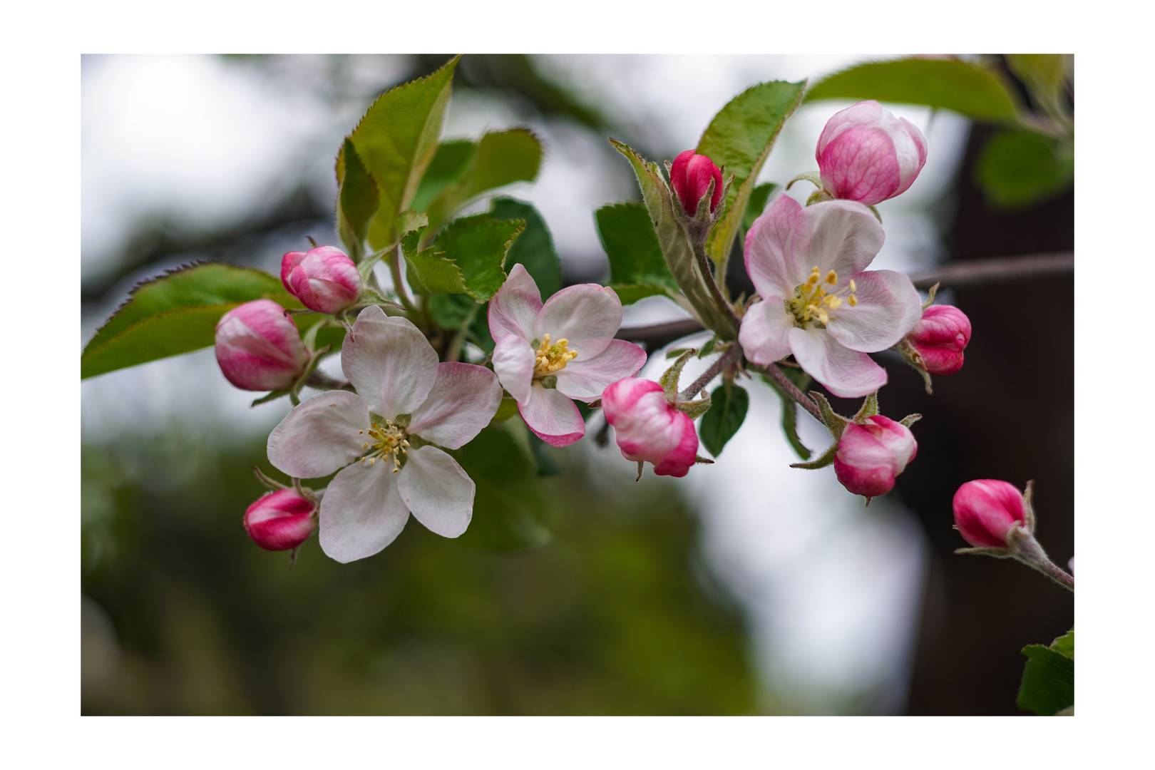 apple blossom