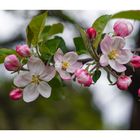 apple blossom