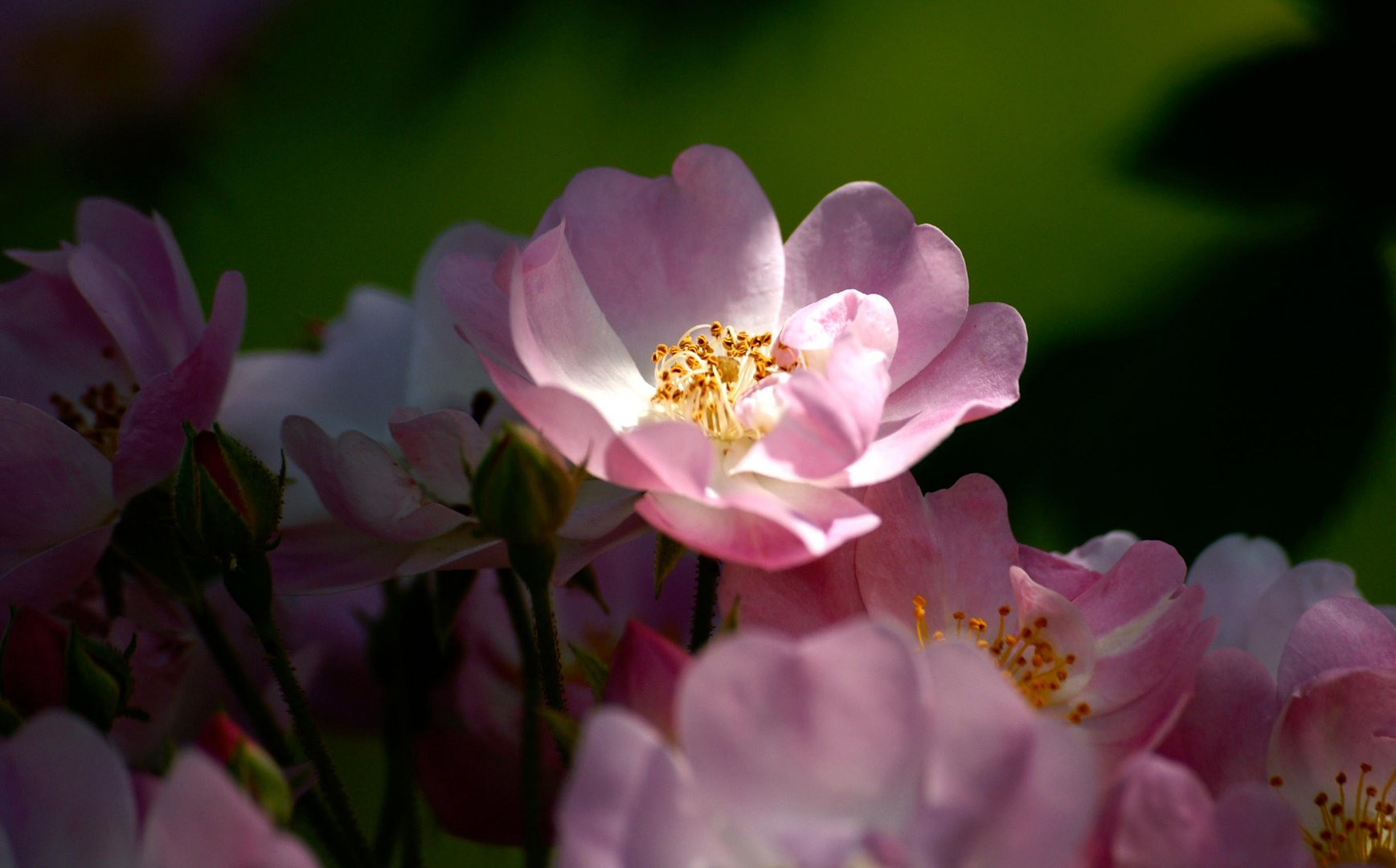 Apple blossom