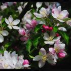 apple blossom blessing ...