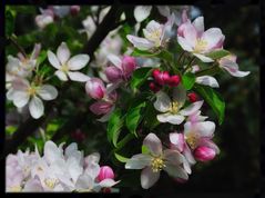 apple blossom blessing ...