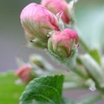 apple-blossom