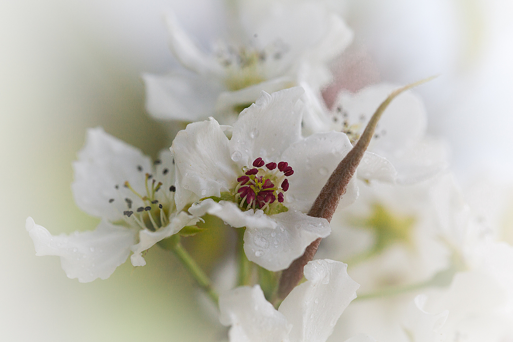 apple blossom...