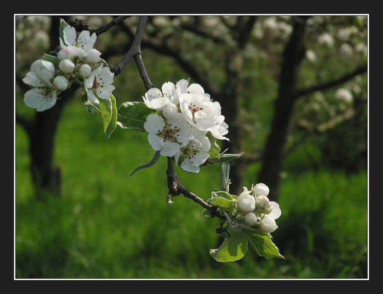 Apple blossom (Drongelen) #1