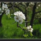 Apple blossom (Drongelen) #1