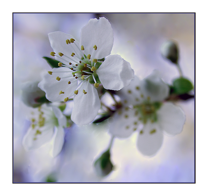 apple blossom