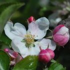 apple blossom II