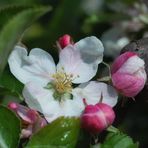 apple blossom II