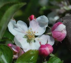 apple blossom II