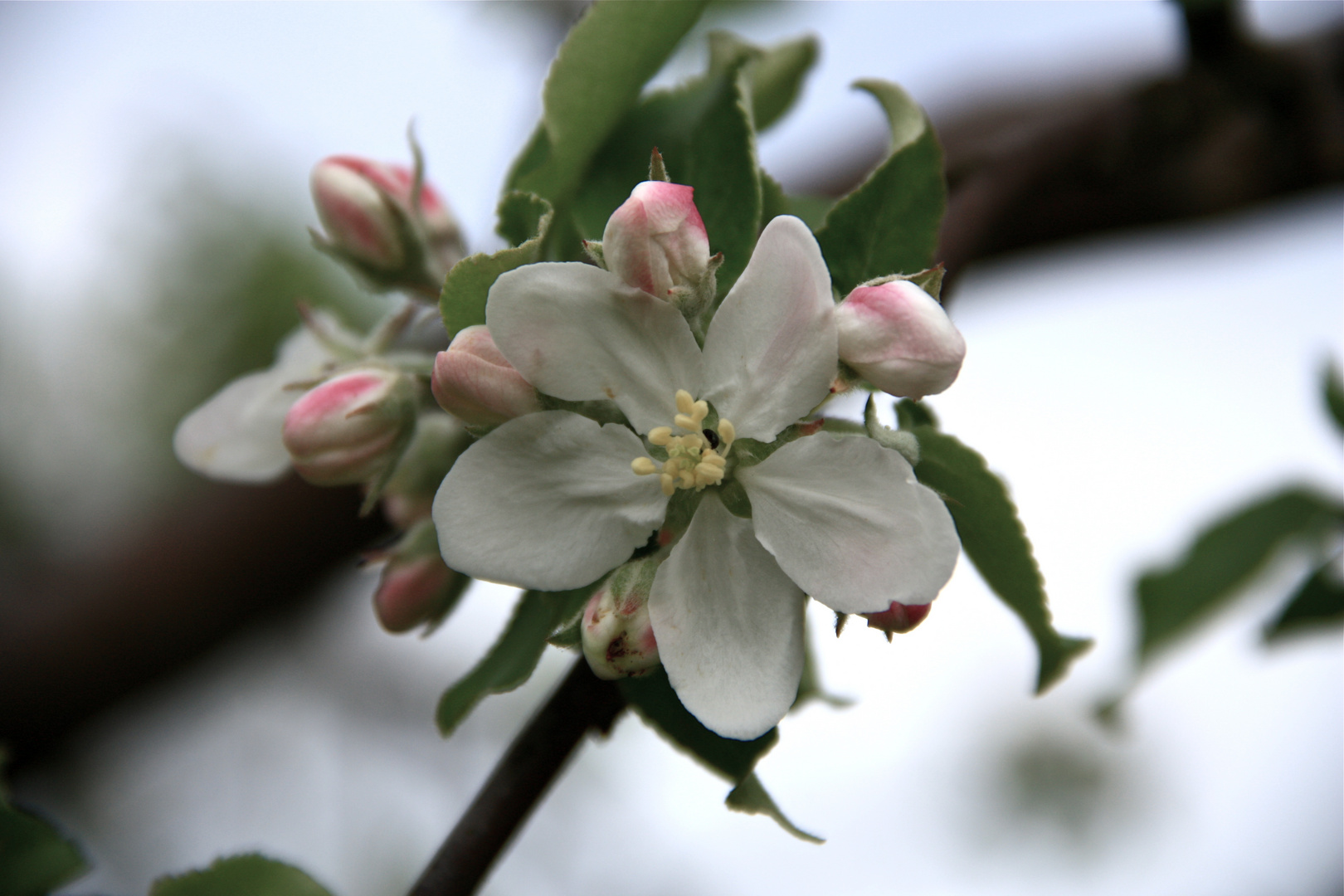 Apple blossom in Klosterpark Altzella