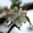 Apple blossom in Klosterpark Altzella