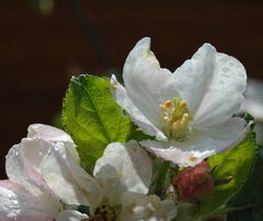 apple blossom suite (1)