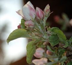 apple blossom suite (3)