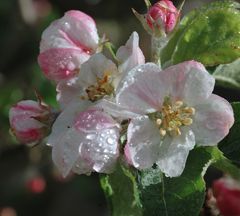 apple blossom suite (4)