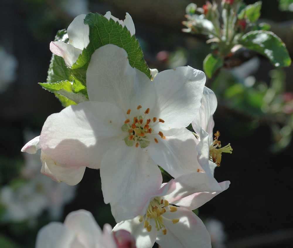 apple blossom suite (5)
