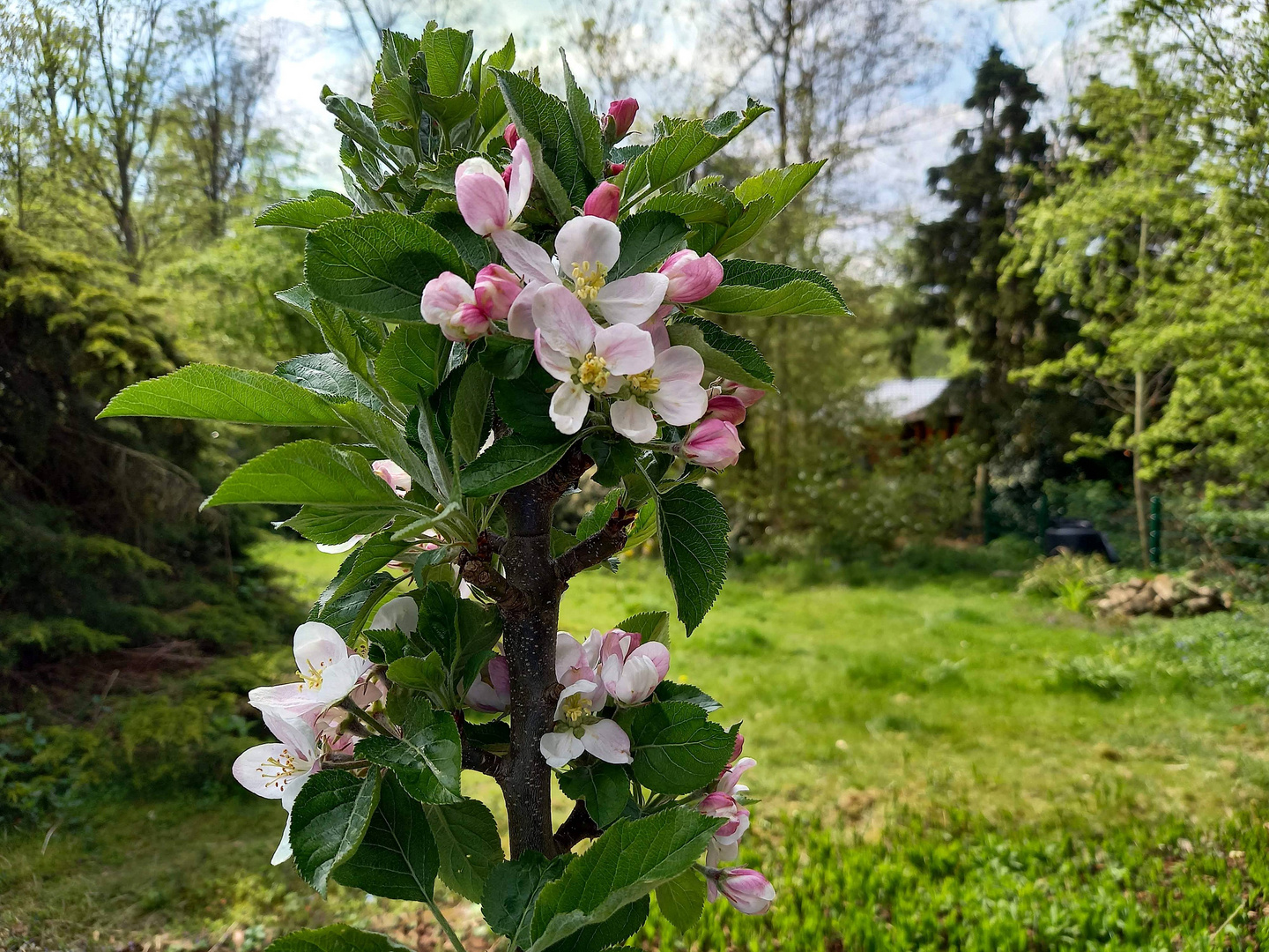 Apple Blossom Time